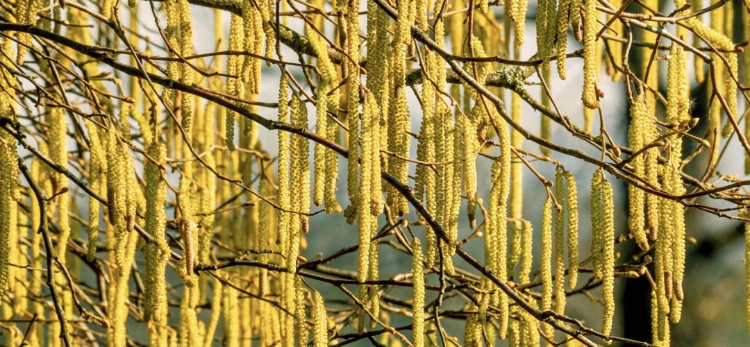 Hazel - laden with pale yellow male catkins
