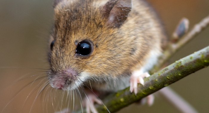 Small mammal trapping