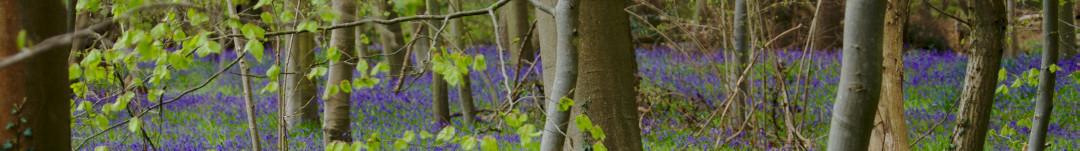 Woodland flowers project