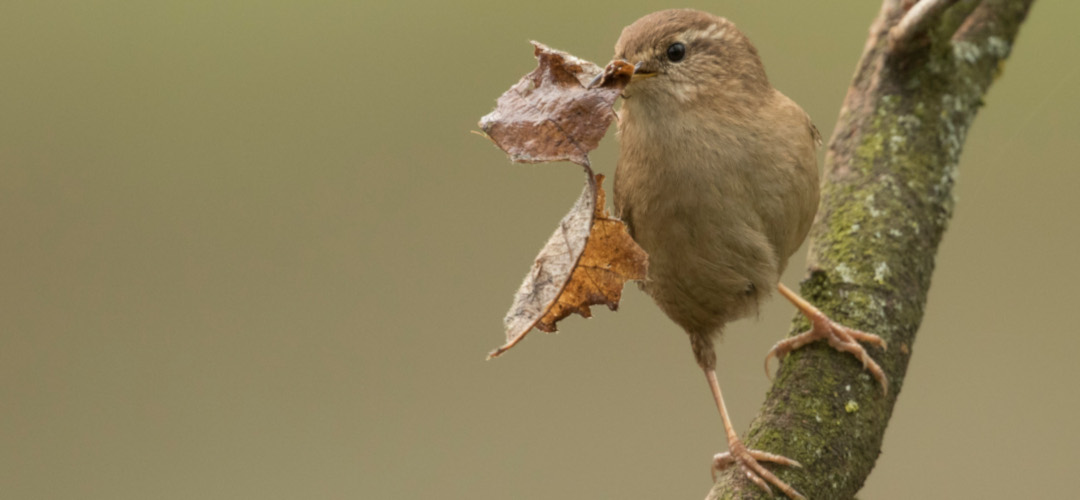 Autumn scenes