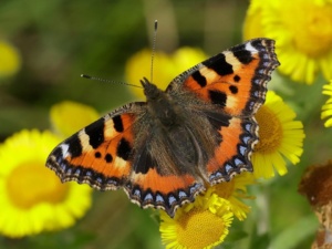 Free butterfly and bug hunt 22 June 2019