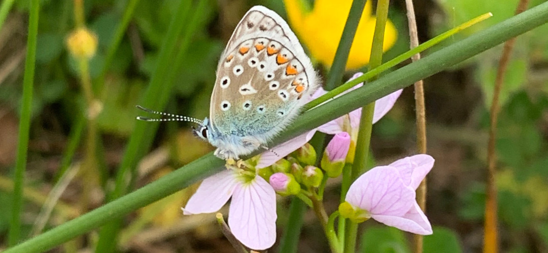 Summer scenes