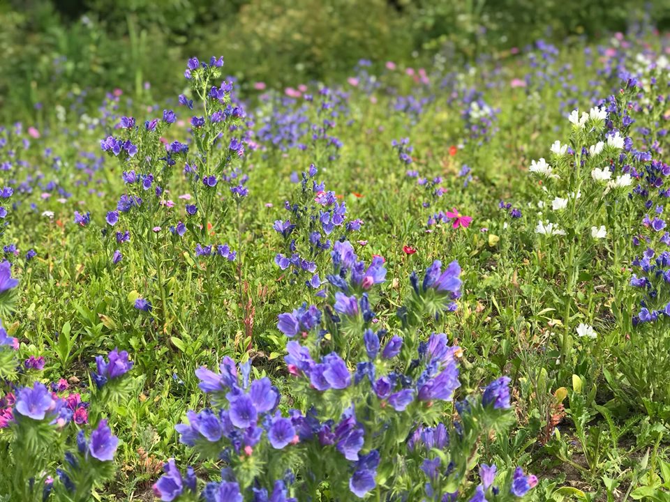 Wildflowers at Watchmoor park