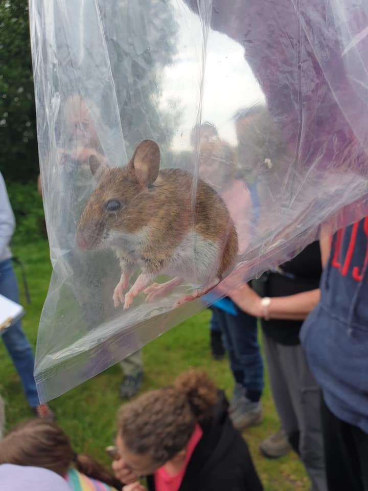 Mammal survey at Colebrook lake